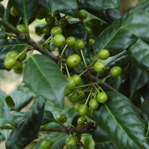 Ԗ ؂̕c/mqCMFWF[V[og[1.5m