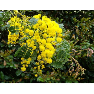 Ԗ ؂̕c/AJVAFXyN^rX3`3.5|bg