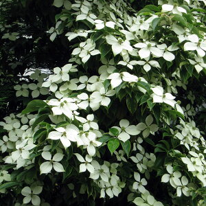 花木 庭木の苗/常緑ヤマボウシ：ホンコンエンシス月光樹高1.5m 株立ち根巻き
