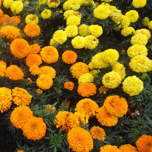 i킯jyL25N12z}[S[hFAtJg[200g[4`6܂ ^l]