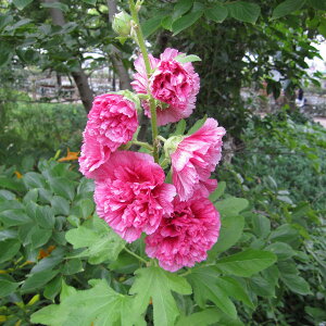 Ԃ̕c/AZAi^`AIC)F_usN3.52Zbg