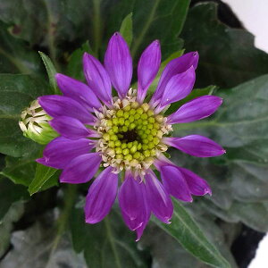 Ԃ̕c/~RXF]ˎ3|bg2Zbg