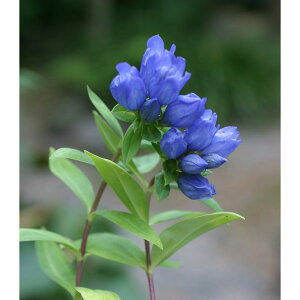 �R�쑐�̕c/���������h�E�F����3�������O�|�b�g