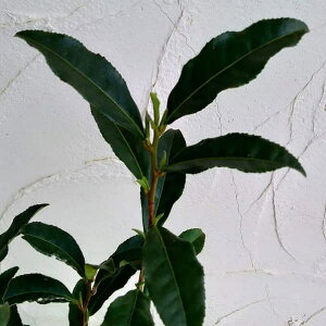 Ԗ ؂̕c/`ijFT}JI4`5|bg