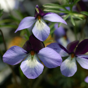 R쑐̕c/X~FFgAVX~(俁j 2.5|bg