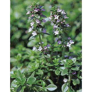 n[u̕c/^CijF^C3|bg2Zbg