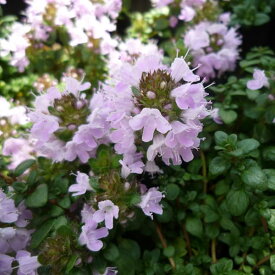 ハーブの苗/イブキジャコウソウ（伊吹麝香草）3号ポット2株セット