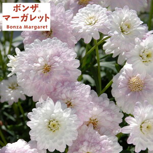 Ԃ̕c/{U}[KbgFTN3.5|bg(R)