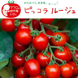 野菜の苗/トマト（ミニ・カラフル）：ピッコラルージュ3号ポット
