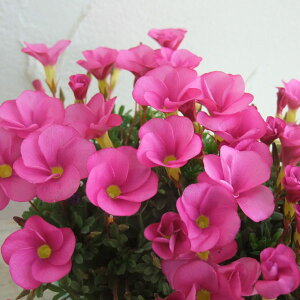 Ԃ̕c/ILUXF̋P3-3.5|bg