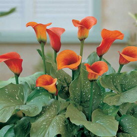 楽天市場 カラー 花の球根 球根 ガーデニング 農業 花 ガーデン Diyの通販