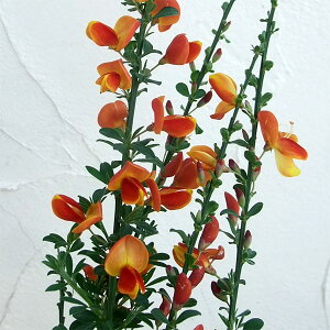 Ԗ ؂̕c/GjV_F 3-3.5|bg