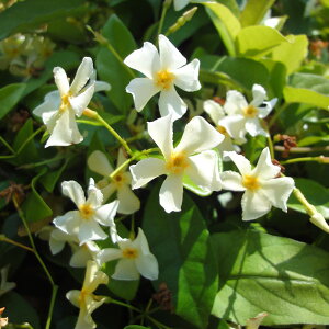 ���Ԃ̕c/�e�C�J�J�Y�� 3���|�b�g28���Z�b�g