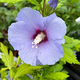 楽天市場 ブルー ハイビスカス 苗の通販