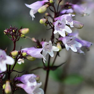 Ԃ̕c/yXeFnXJ[bh3-3.5|bg*[5`8J t h J[[tƂĊy߂]