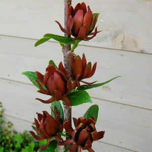 Ԗ ؂̕c/NoiEoC3.5|bg