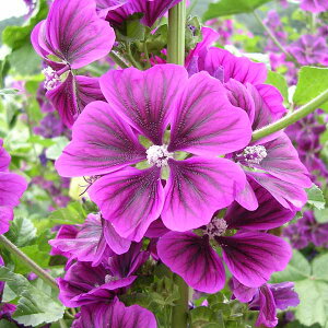 i킯jyL25N11z}EiR}EEEXxjAICj[tAH܂n[ũ^l]