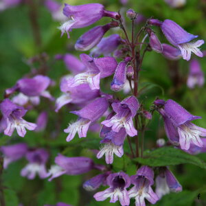 Ԃ̕c/yXeFX[[3-3.5|bg