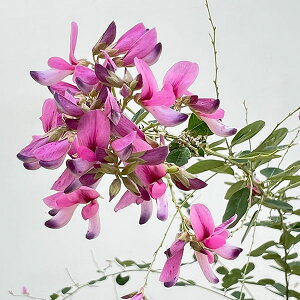 Ԗ ؂̕c/nMijF_}nMiܔj6|bg