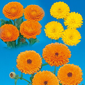 Ԃ̕c/[]LZJiᵉԁjF܂ԐF~bNX3|bg28Zbg