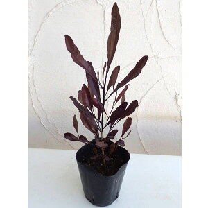 Ԗ ؂̕c/hhiGAFzbvubVvvA3-3.5|bg