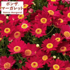 Ԃ̕c/{U}[KbgF`F[3.5|bg(R)