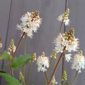 Ԃ̕c/eBAFEB[EVo[h3-3.5|bg