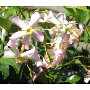 苗 テイカカズラの人気商品 通販 価格比較 価格 Com