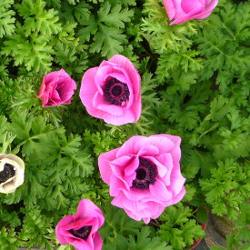 草花の苗/アネモネ：ポルト オーキッド3.5号ポット2株セット