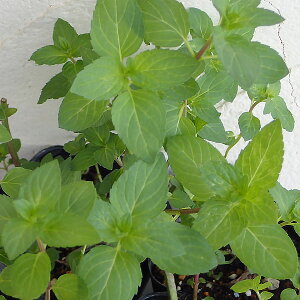 n[u̕c/~gFLfB[~g3|bg