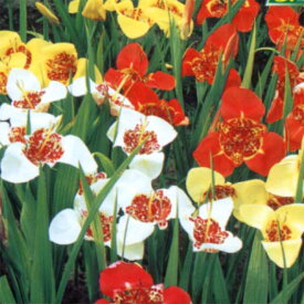 楽天市場 花 球根 おすすめの通販