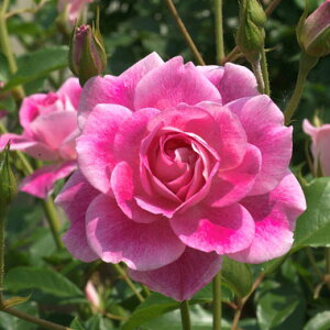 o̕c/lG璆փoFuAgEsNEACXo[Oc