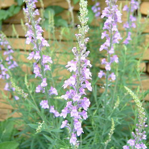 Ԃ̕c/iAFvvAu[3-3.5|bg2Zbg