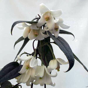 N}`X̕c/N}`XFiGVX3.5|bg3ZbgiΌnE~炫j