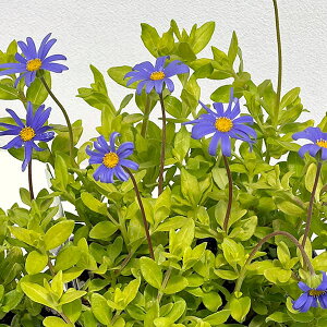 Ԃ̕c/u[f[W[Fnj[u[2.5`3|bg2Zbg