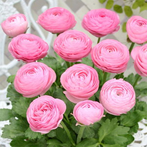 ラナンキュラス 球根の人気商品 通販 価格比較 価格 Com