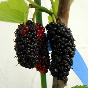 ʎ̕c/}x[iKjF哂K5|bg