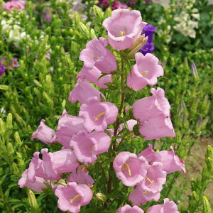 Ԃ̕c/JpjEd炫sN(No.3)3|bg