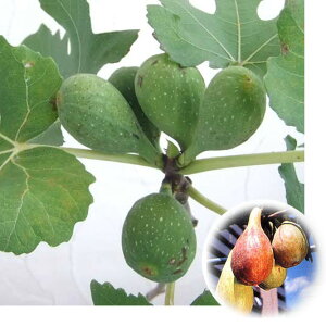 ʎ̕c/C`WNFOhD[g5|bg