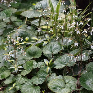 Ԃ̕c/LmV^ỉj3|bg6Zbg