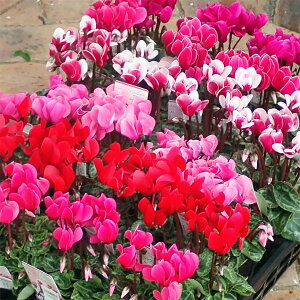 Ԃ̕c/VN(~jVNjFԐF~bNX3|bg4Zbg*