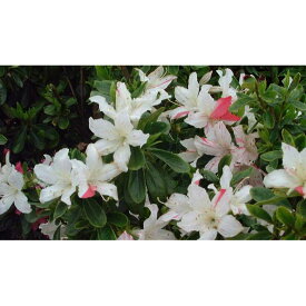楽天市場 とこなつ 花の通販