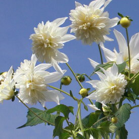 草花の苗/皇帝ダリア(八重咲き)：ホワイトエンジェル3.5号ポット