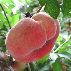 ʎ̕c/ijFg崓i_CREogEj5|bg