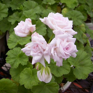 ゼラニウム 苗の人気商品 通販 価格比較 価格 Com