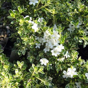 Ԗ ؂̕c/nN`EQiԁjF3|bg