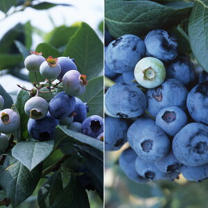 ʎ̕c/u[x[F܂ԐƂԐ24Zbg3|bg