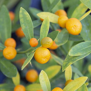 R쑐̕c/LYij3-3.5|bg[t]