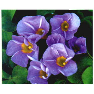 球根 オキザリスの人気商品 通販 価格比較 価格 Com