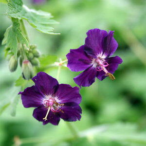 ���Ԃ̕c/�Q���j�E���F�t�@�G�E�� ���C�u��3.5���|�b�g